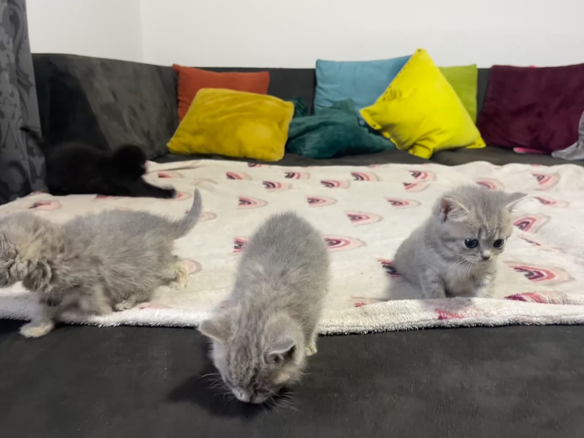 British Shorthair cats for sale: British shorthair kittens responsibly bred - Video 1