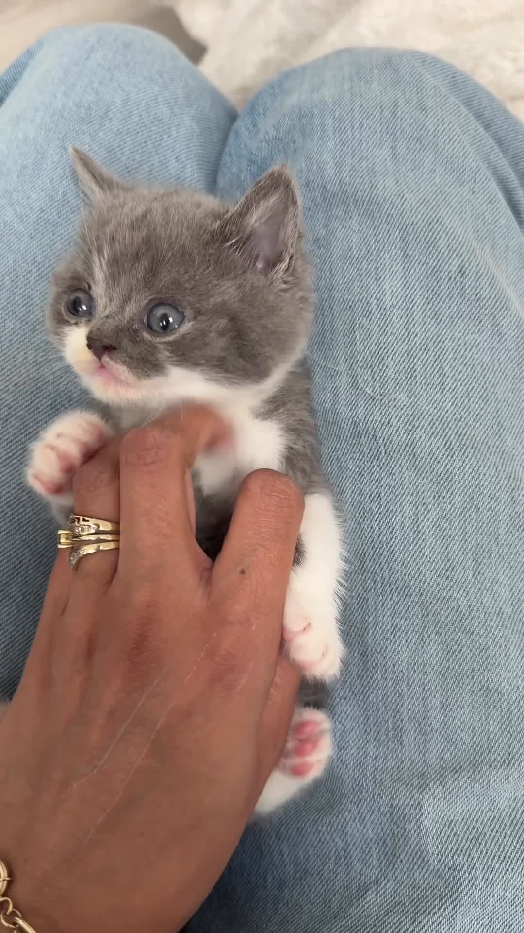 British Shorthair cats for sale: READY NOW 💙 Blue British Shorthair Kittens 💙 - Video 4