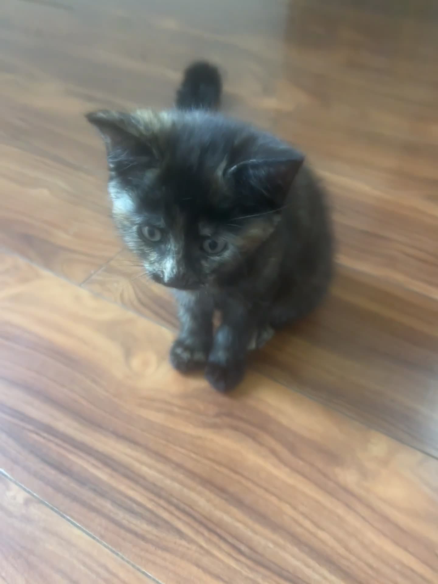Maine Coon cats for sale: 1 female kitten 8 weeks old 1/4 main coon breed in Warrington - Video 1