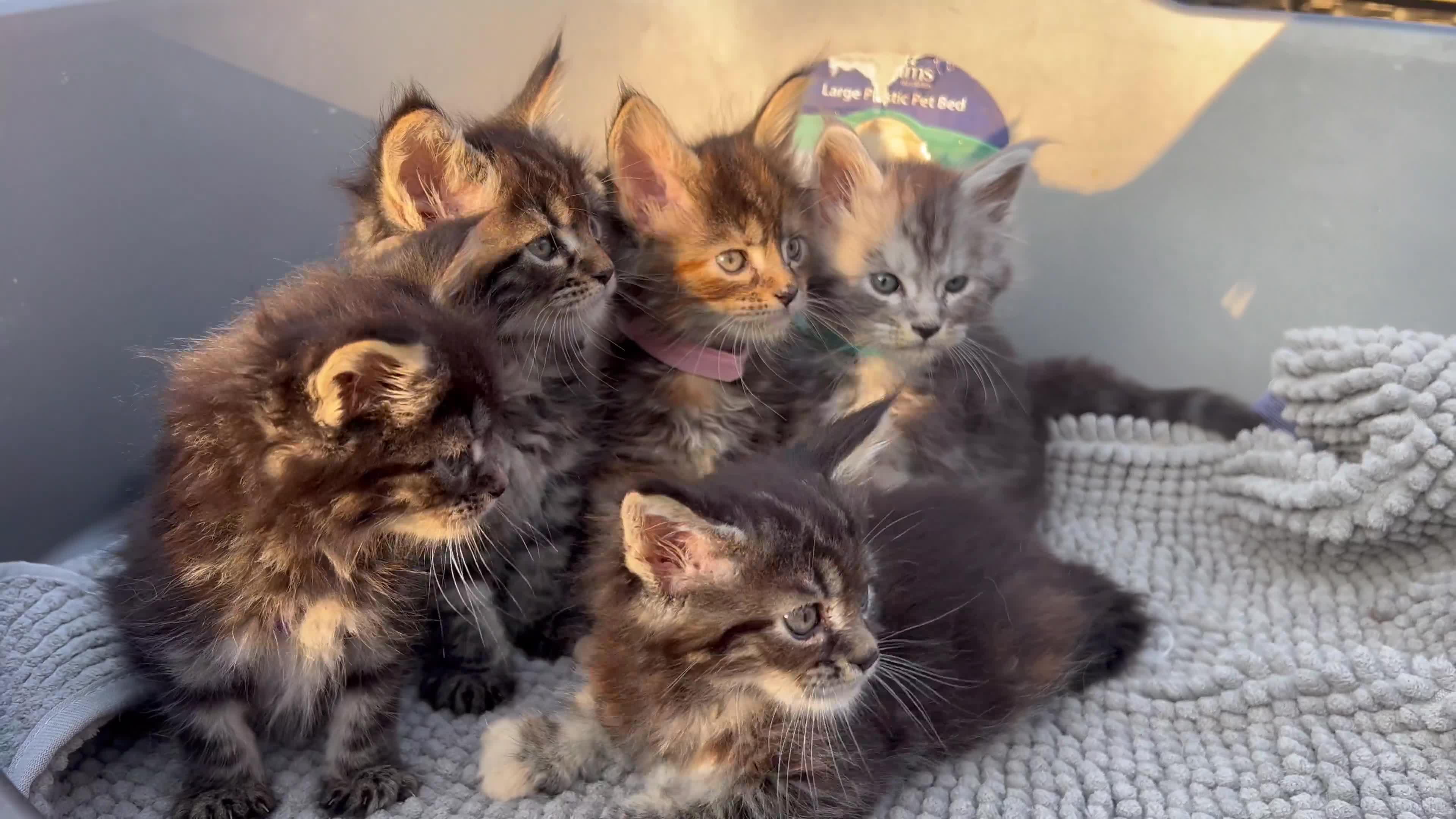 Maine Coon cats for sale: 🔥🔥🔥Maine Coon PEDIGREE 🔥🔥🔥ORIGINAL  - Video 1