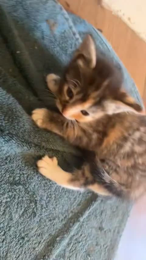 British Shorthair cats for sale: 4 loving kittens  in Doncaster - Video 2