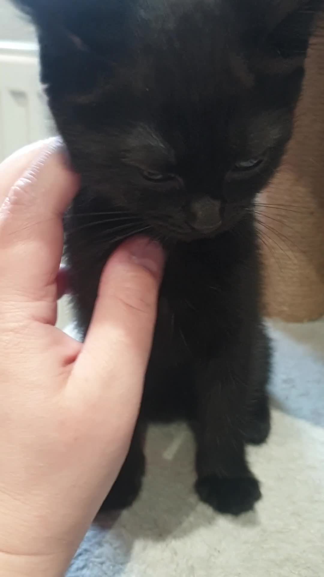Mixed Breed cats for sale: 2 female kittens to go together - Video 2