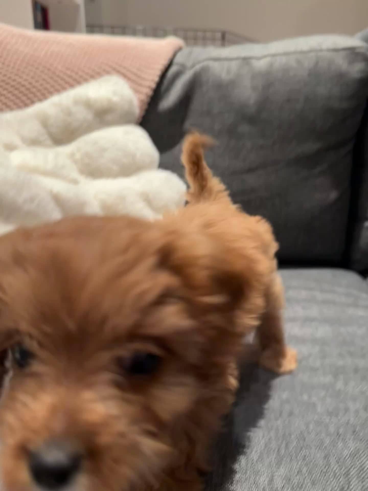 Cavapoo dogs for sale: F1 Toy Cavapoo girl puppy beautiful lapdog - Video 1