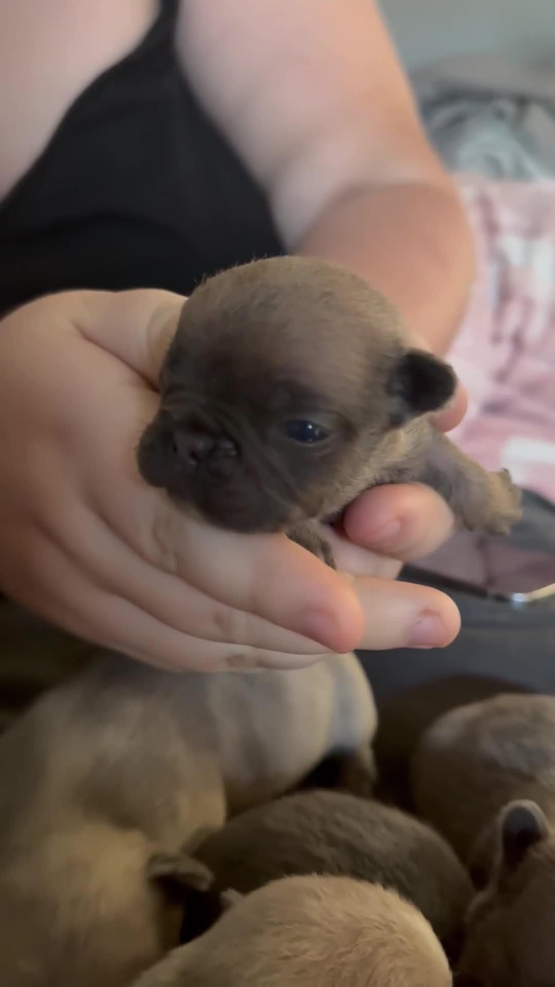 French Bulldog dogs for sale: Female French bulldog puppies - Video 1