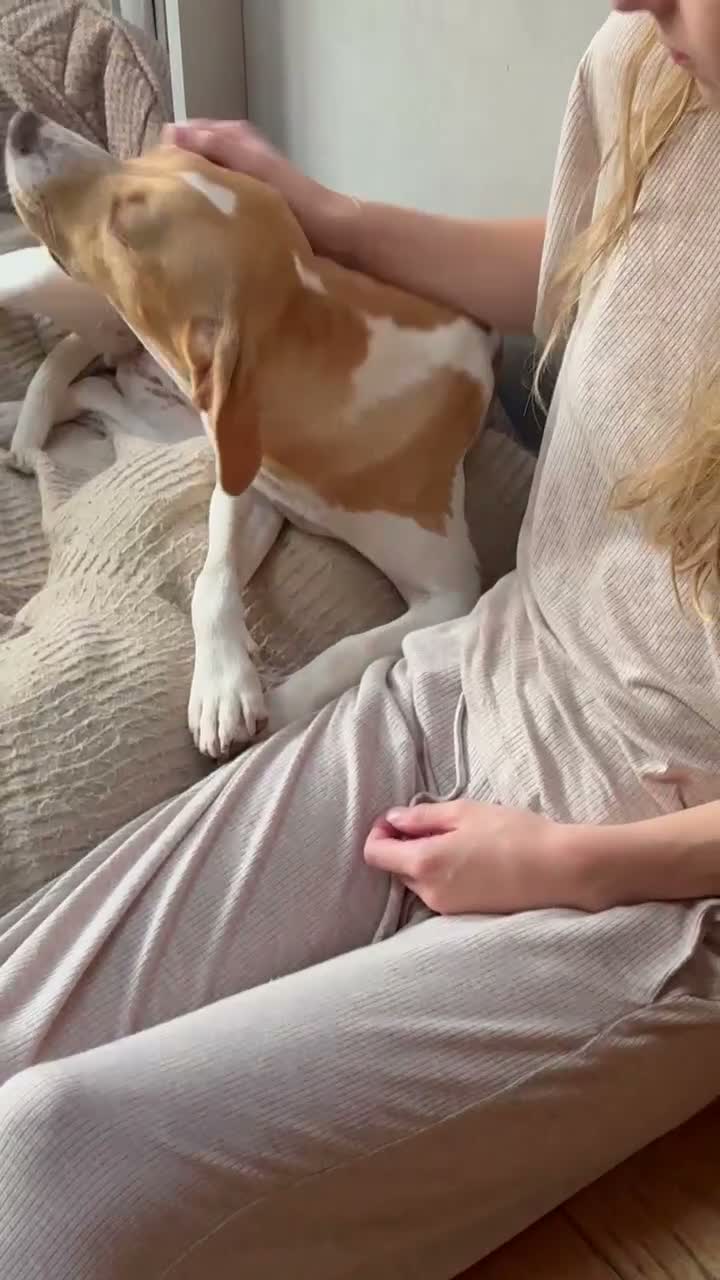 Mixed Breed dogs for adoption: Gretchen is ready to steal your heart - Video 1
