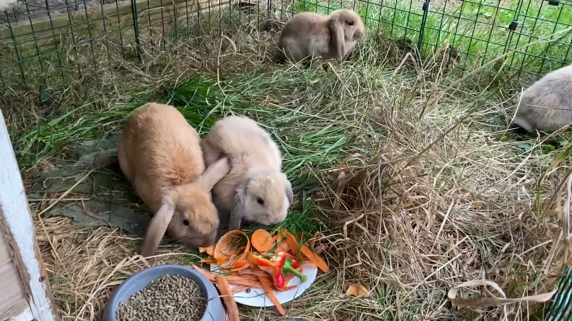 Mini Lop rabbits for sale: Beautiful mini-lop baby rabbits in South Croydon - Video 1