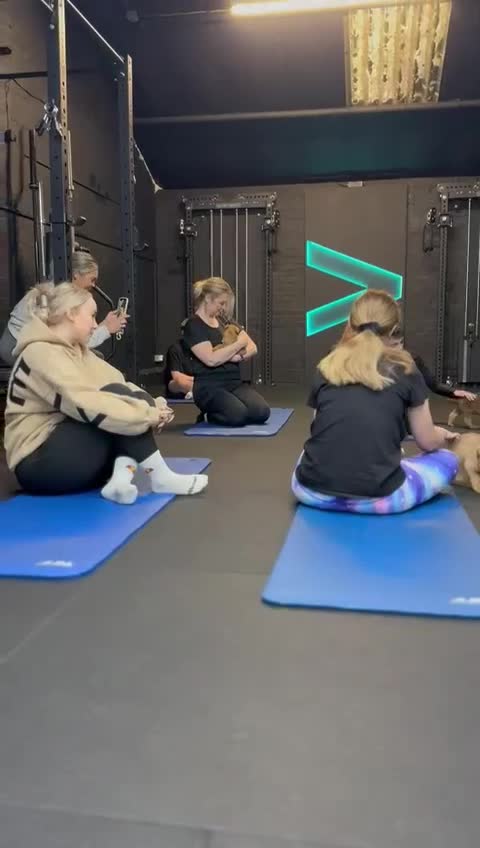 Soft Coated Wheaten Terrier dogs for sale: Traditional Irish Wheaten Terriers  - Video 1