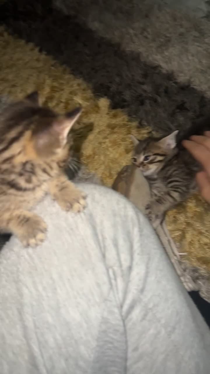 Domestic Shorthair cats for sale: Adorable tabby/bengal kittens to a good home - Video 2
