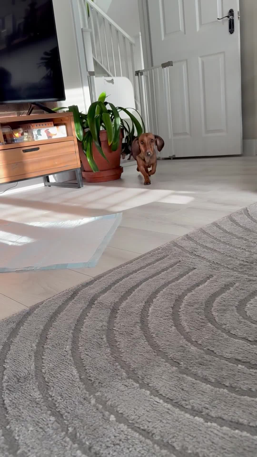 Dachshund dogs for sale: Tweenie Dachshunds  - Video 2