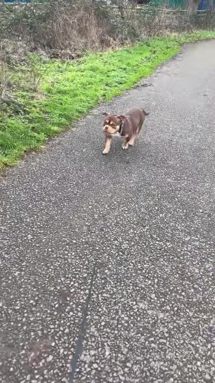 American Bully dogs for sale: American pocket/micro bully  - Video 1