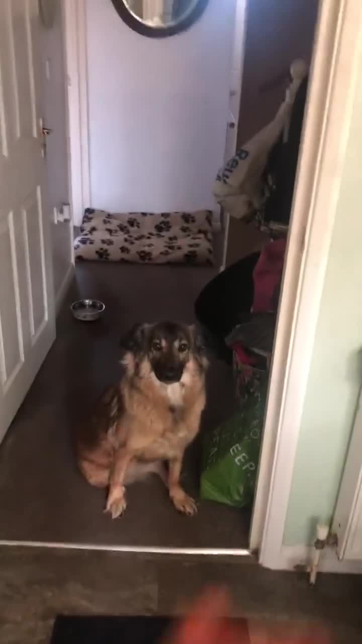 Mixed Breed dogs for adoption: Sweet Tripaw girl Rasu - Video 1