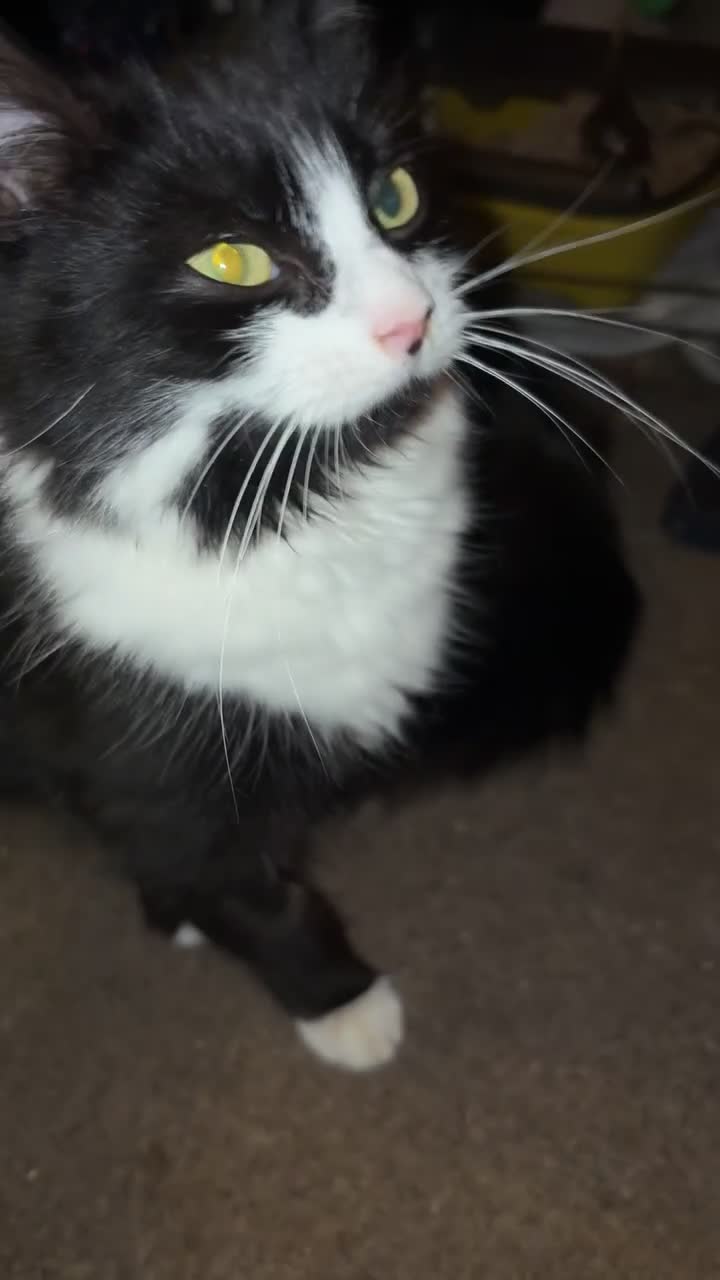 Mixed Breed cats for sale: Rescue cats- kittens and adults 🧡 - Video 3