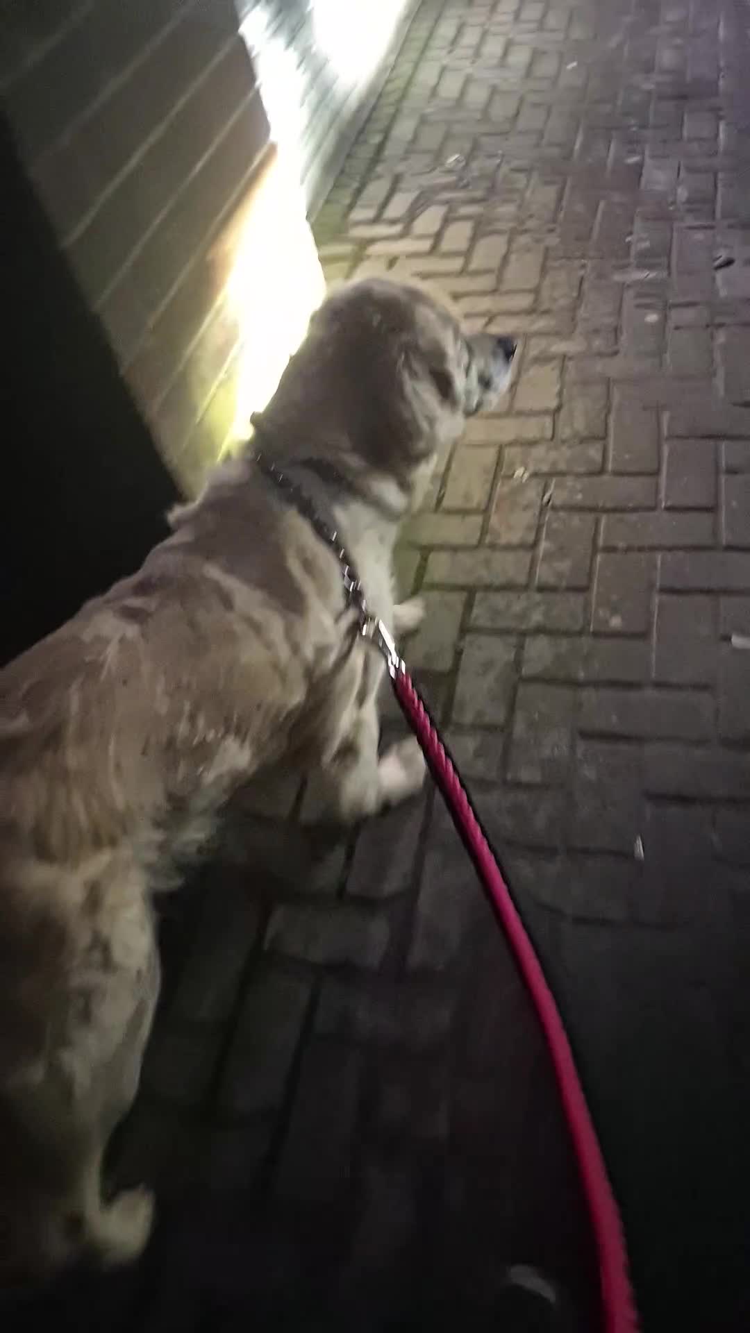 Golden Retriever dogs for sale: KC Top pedigree health tested female - Video 1