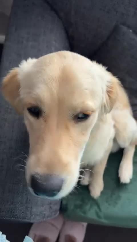 Golden Retriever dogs for sale: REHOME Parker the golden retriever  - Video 3