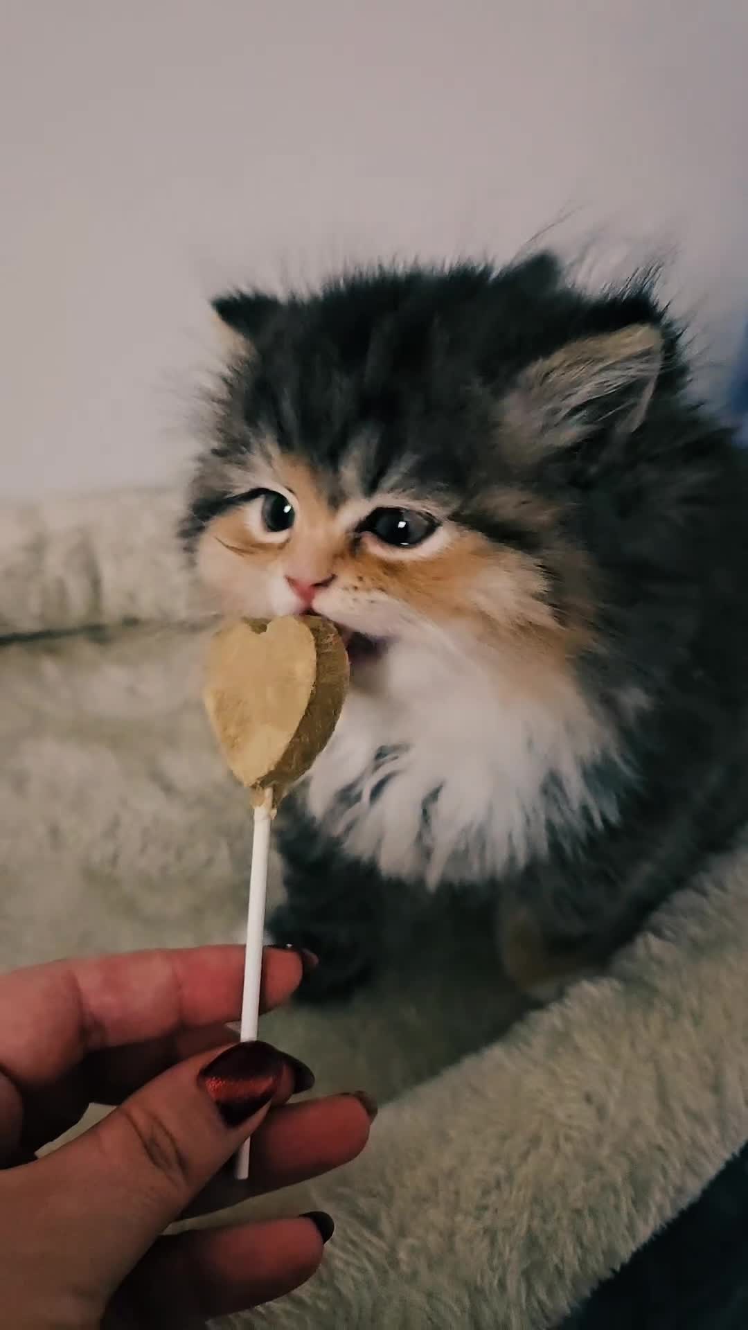 Persian cats for sale: Rare and Stunning Persian Girl  - Video 2