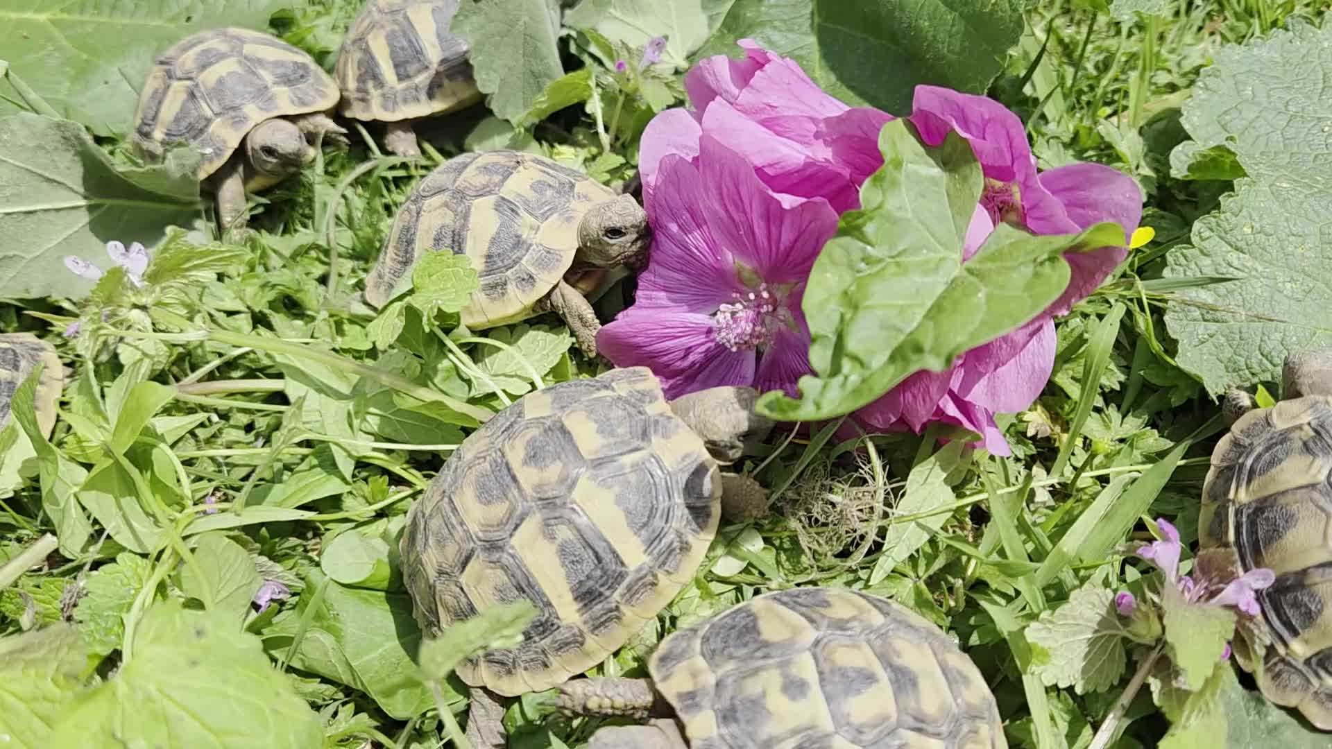 Hermann Tortoise reptiles for sale: Hermanns tortoises. 1 year old with article 10 - Video 2