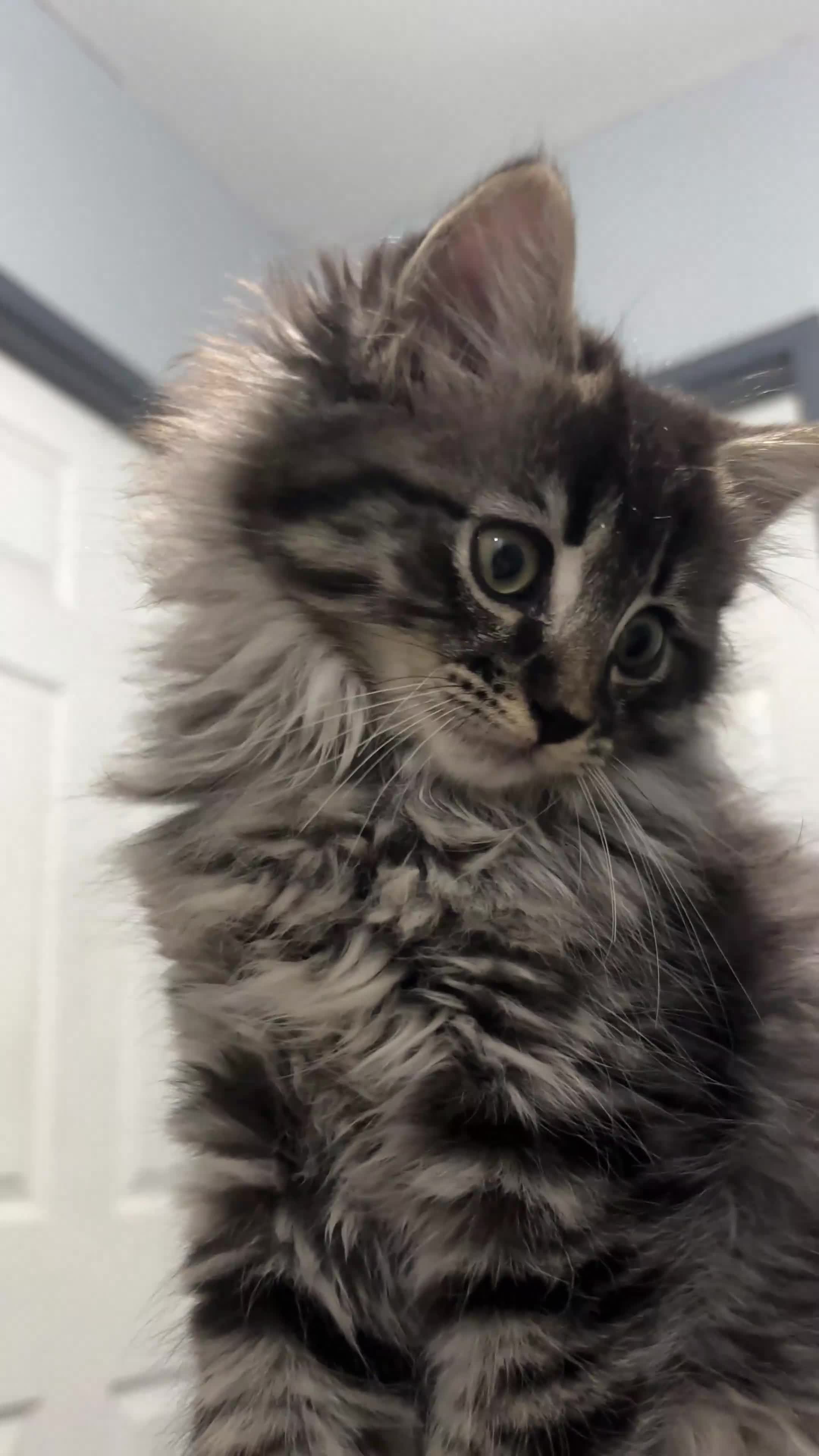 Ragdoll cats for sale: 3 ragdoll mix kittens  - Video 2