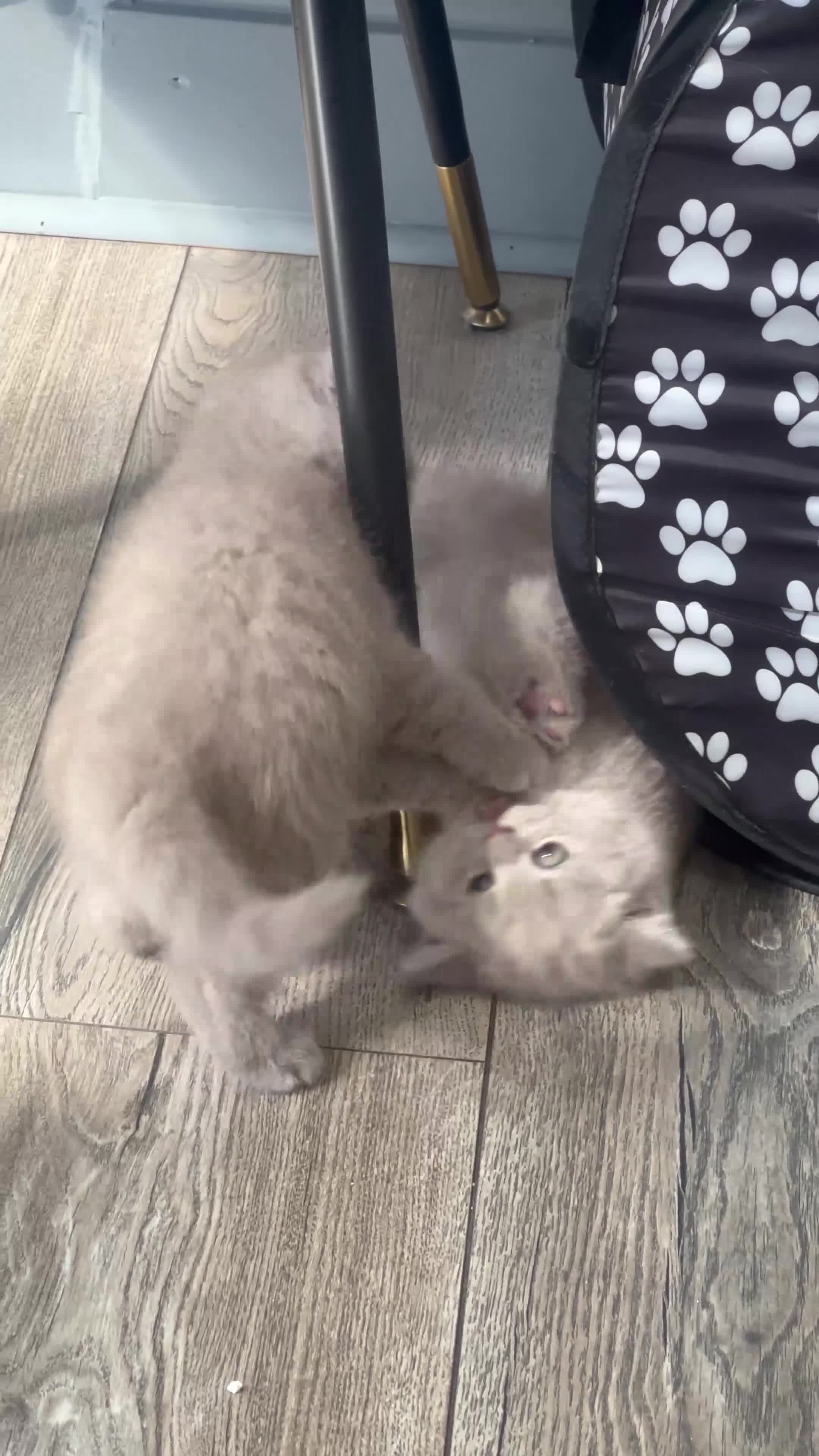 British Shorthair cats for sale: British Shorthair Lilac 🩶 in Manchester - Video 1