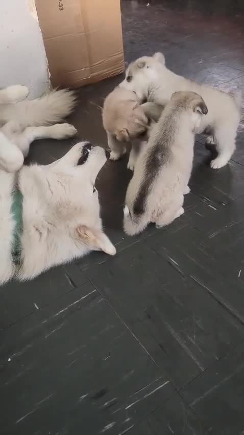 Mixed Breed dogs for sale: Shepsky  - Video 1