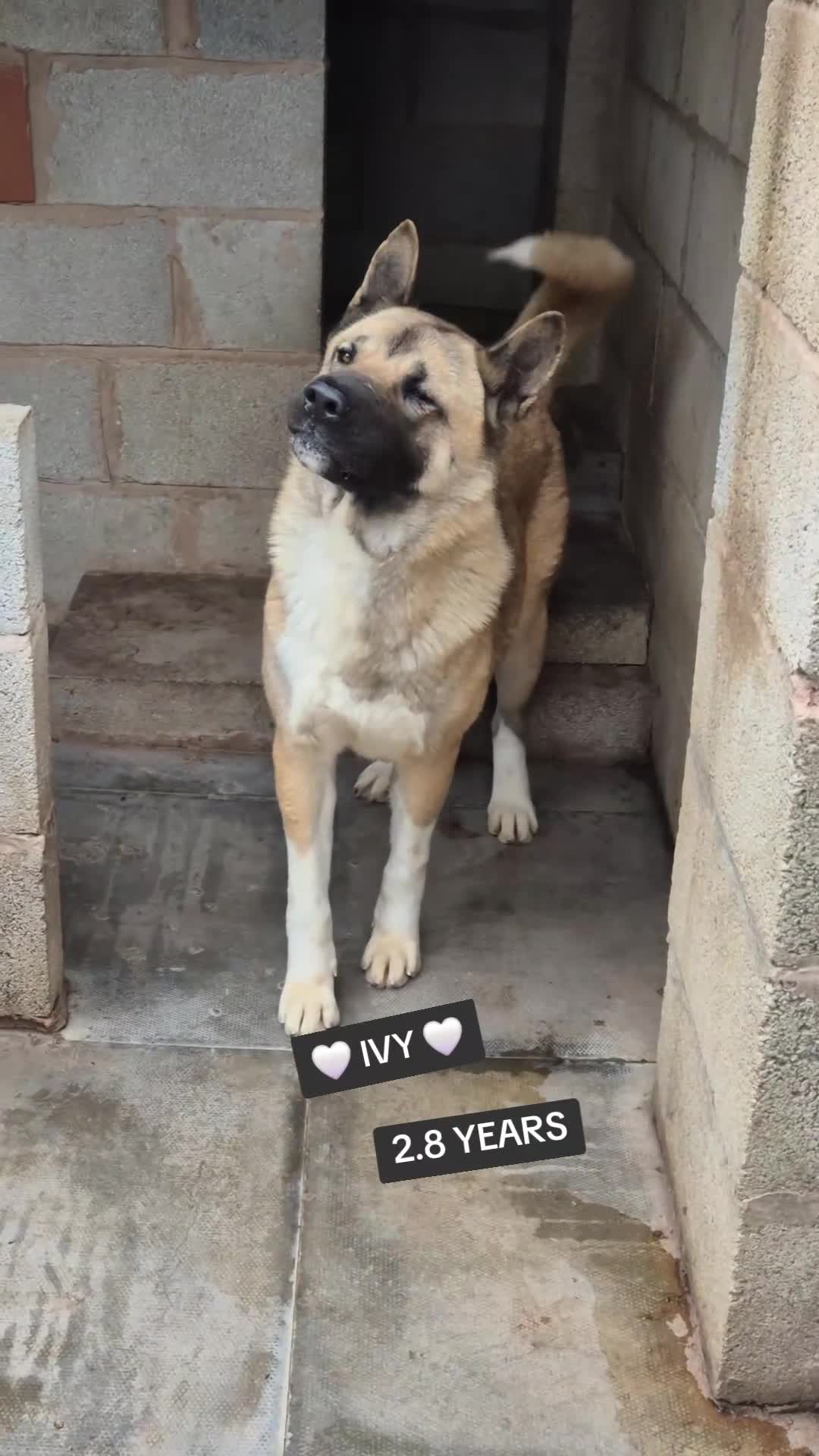 Akita dogs for sale: FEMALE AMERICAN AKITA - Video 1