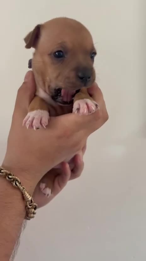 Staffordshire Bull Terrier dogs for sale: KC Red Staffordshire Bull Terriers ❤️❤️🏆🩸 - Video 3