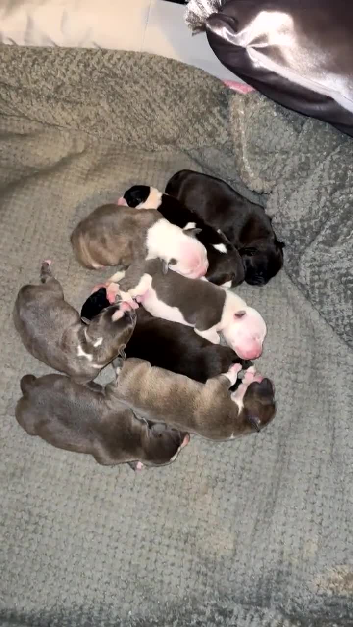 Staffordshire Bull Terrier dogs for sale: Beautiful Staffordshire bull terrier puppies  - Video 2