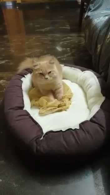 Mixed Breed cats for sale: Lillyput - Video 1
