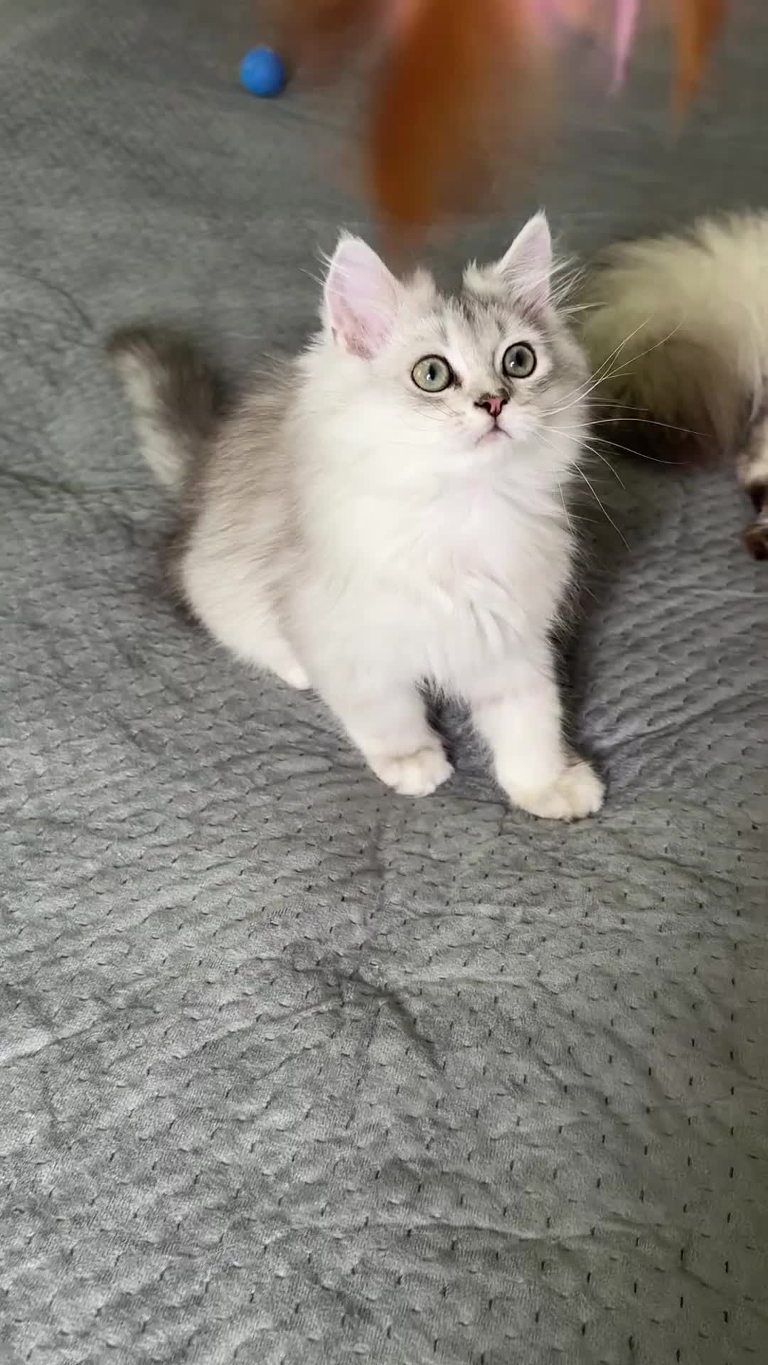 Persian cats for sale: Persian Chinchilla Kittens ready for Loving Homes! - Video 1