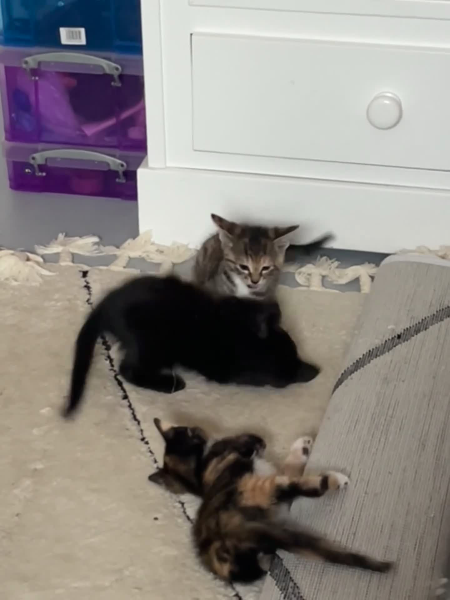 Mixed Breed cats for sale: 5 adorable kittens ready for their new homes🐾 - Video 4