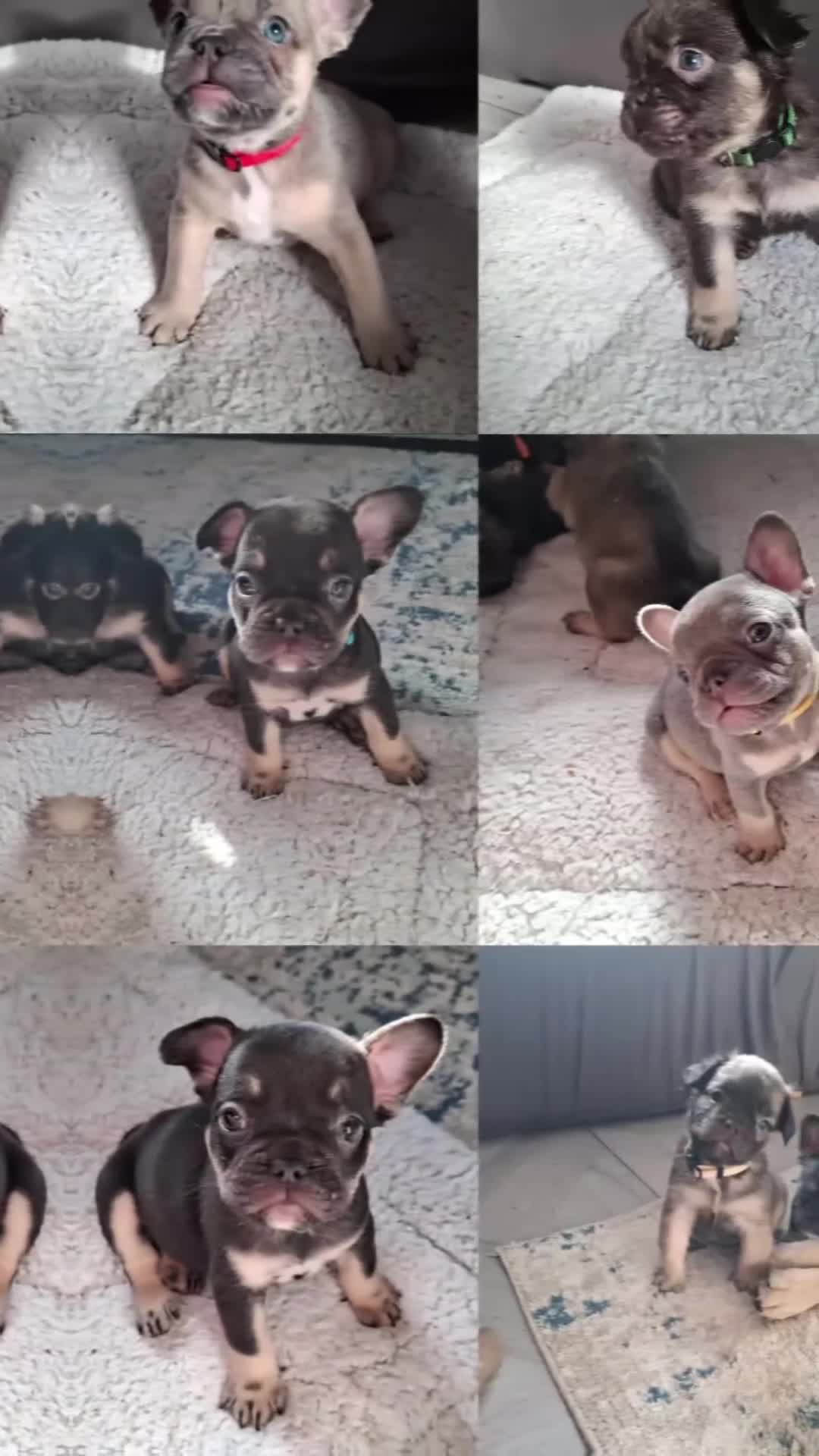 French Bulldog dogs for sale: Exotic coloured visual fluffy frenchies  - Video 1