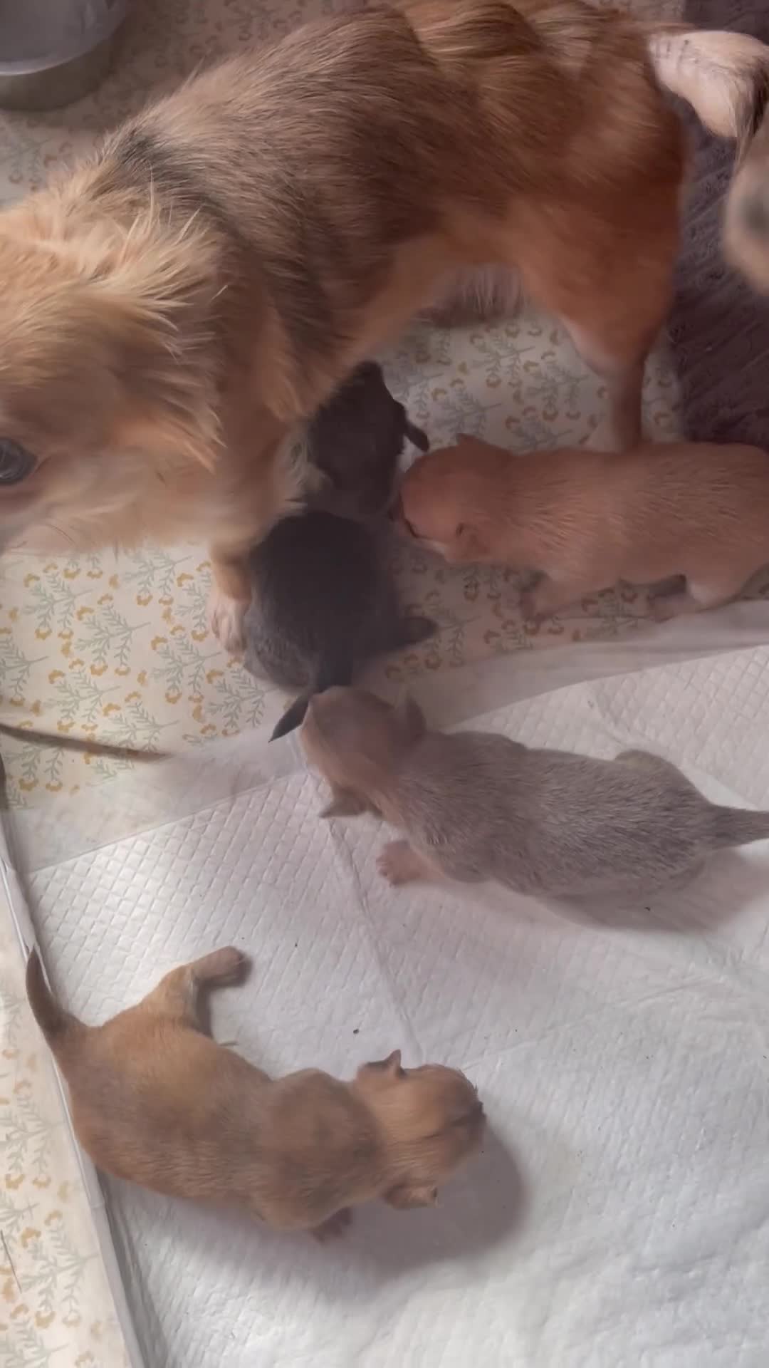 Chihuahua dogs for sale: Pure bred tiny chihuahua puppies  - Video 2