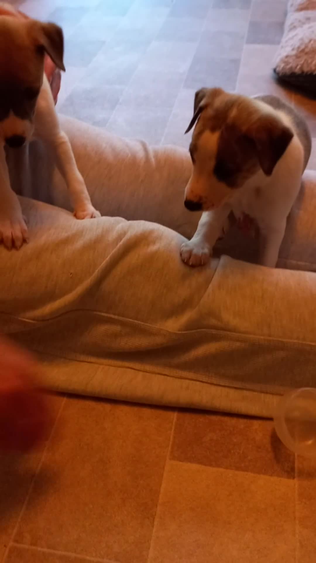 Whippet dogs for sale: 4 beautiful KC whippet puppies! - Video 1