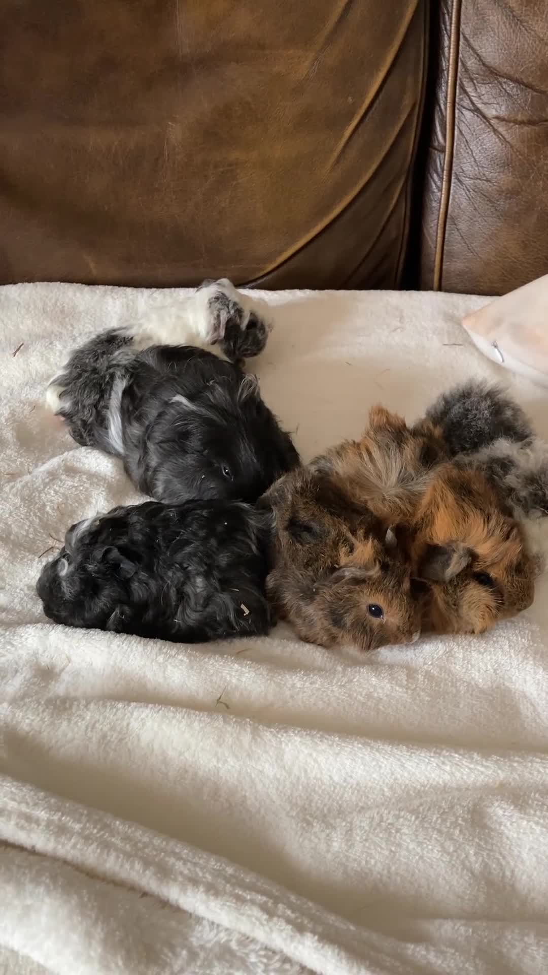 Guinea Pig rodents for sale: Gorgeous Guinea Pigs - Video 2