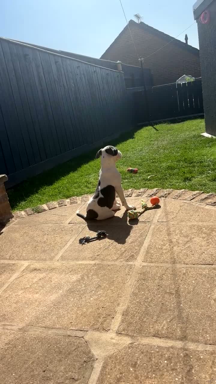 Mixed Breed dogs for sale: Staffy X American Bulldog Puppy - Video 1