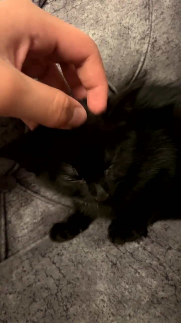 British Shorthair cats for sale: Gorgeous black kitten - Video 3