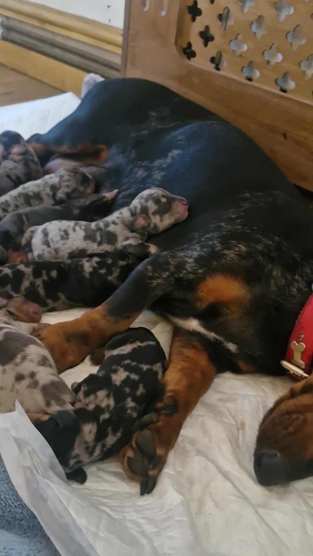 Dachshund dogs for sale: Beautiful dapple daschunds - Video 1