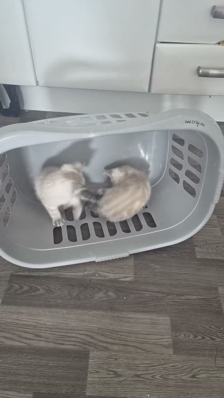 Mixed Breed cats for sale: Fawn  in Glasgow - Video 1