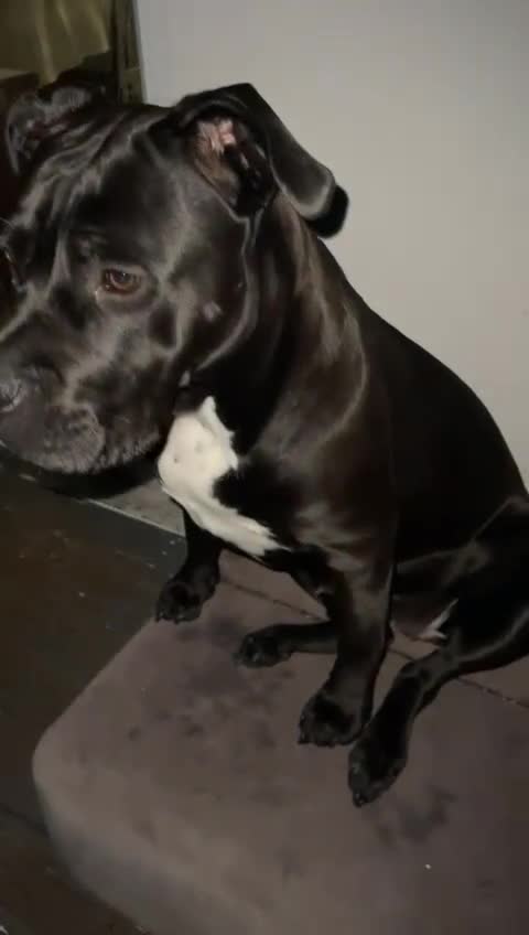 Cane Corso dogs for sale: Cane corso female  - Video 2