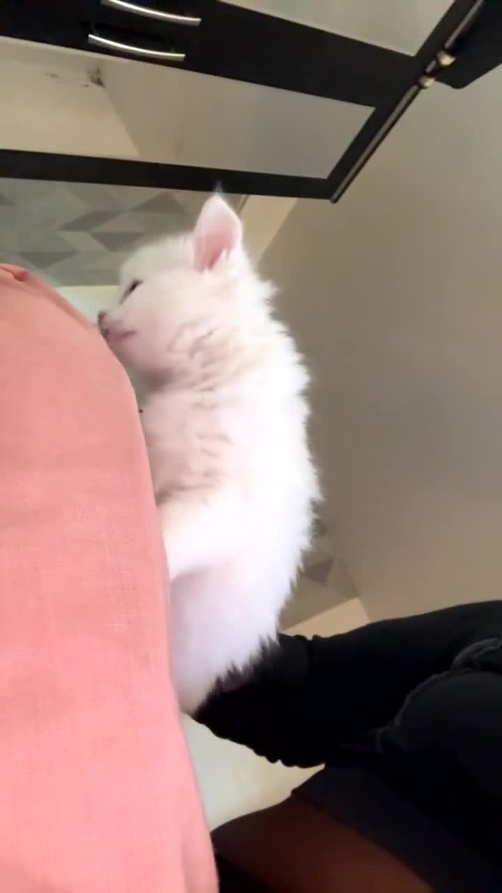 Turkish Angora cats for sale: Pedigree Turkish angora for sale  in Birmingham - Video 1