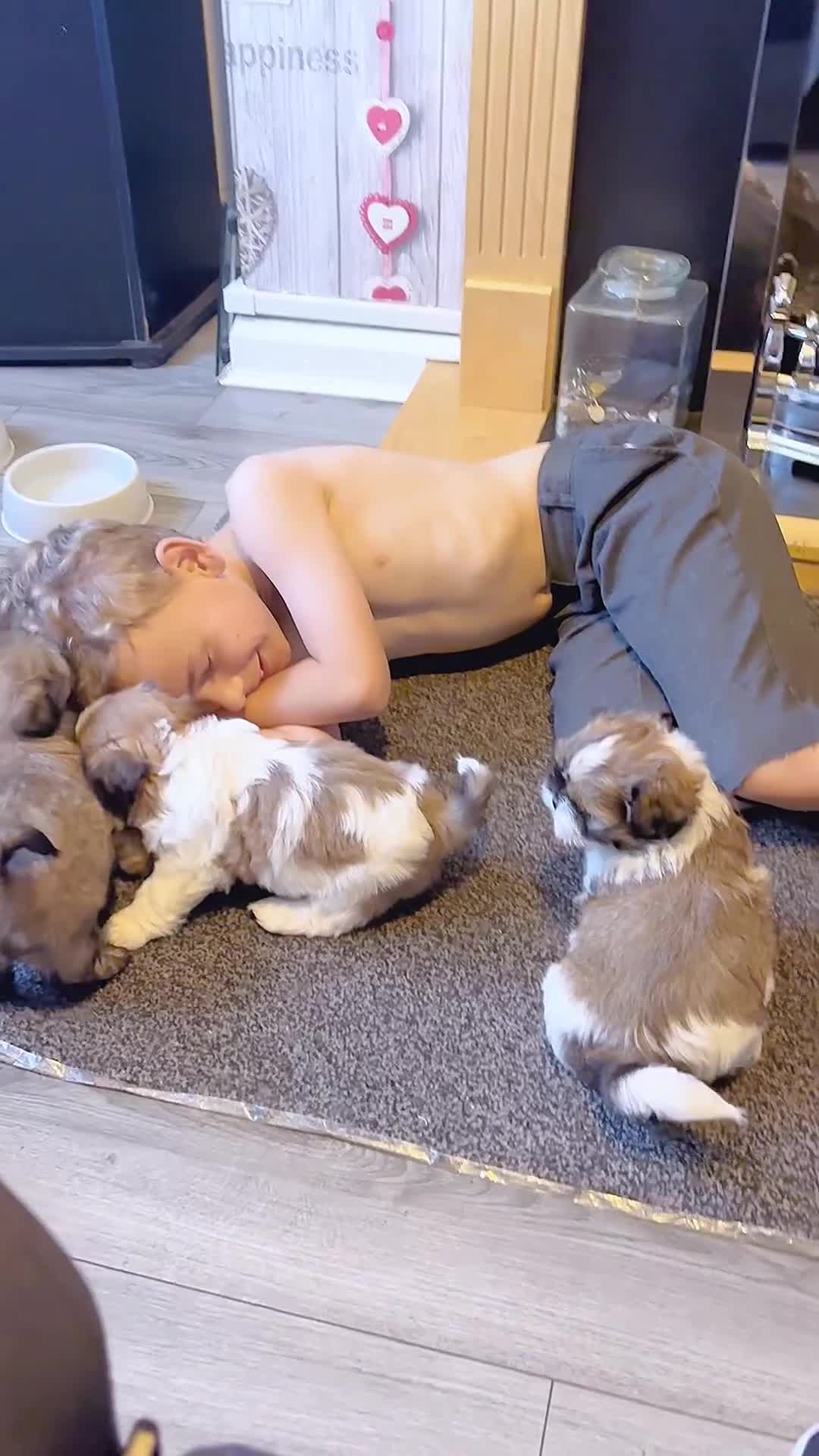 Shih Tzu dogs for sale: 🌟READY NOW ,LAST BOY 🌟 Shih Tzu PUPPY  - Video 2