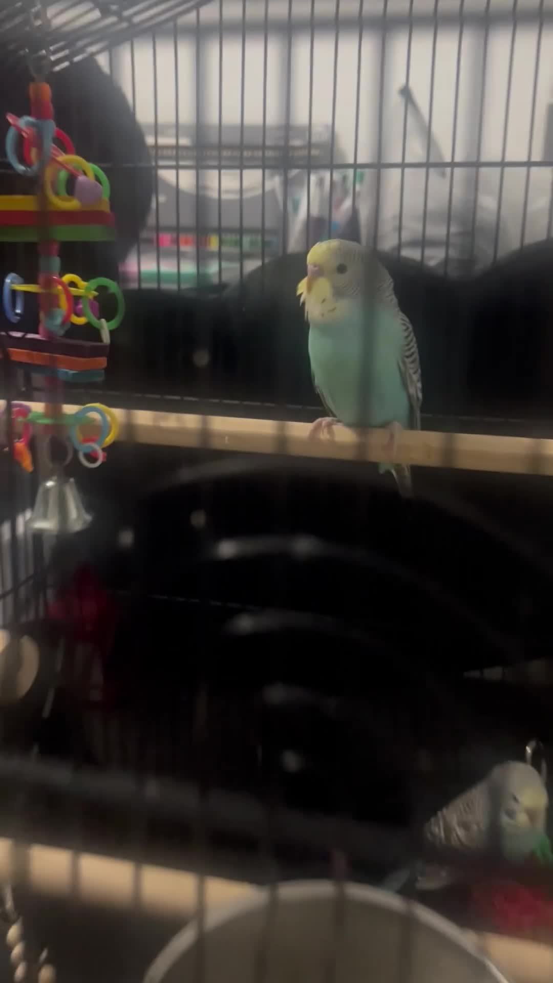 Budgerigars birds for sale: Two beautiful male budgies for sale  - Video 1