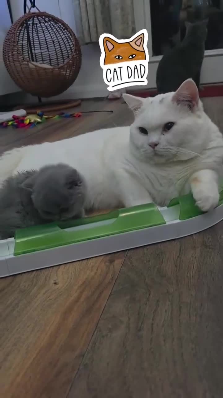 British Shorthair cats for sale:  British Shorthair Kittens – TICA Registered  - Video 3