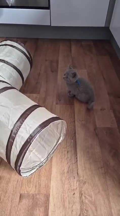 British Shorthair cats for sale: 🐾💙 Gorgeous 8 Week Old British Shorthair Kitten - Video 1