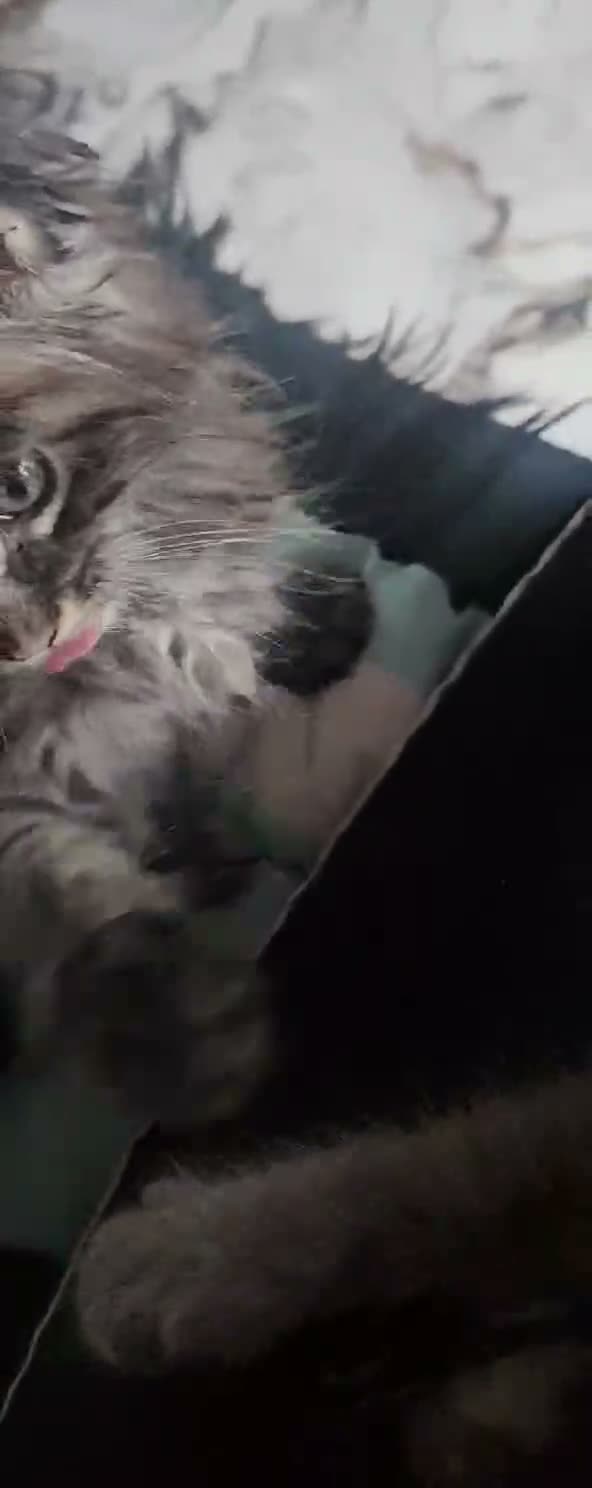 Maine Coon cats for sale: Two beautiful Maine Coon kittens in West Bromwich - Video 1