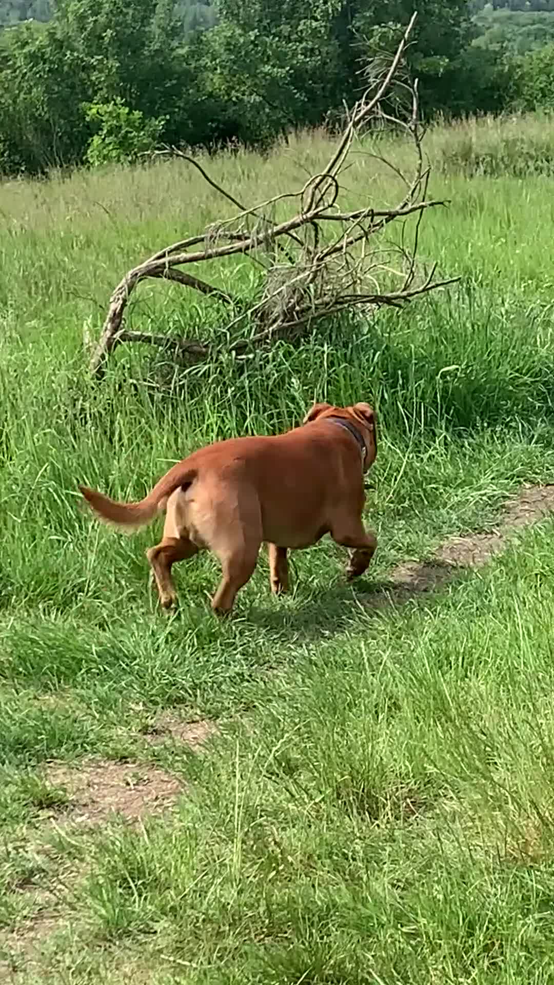 Staffordshire Bull Terrier dogs for stud: For stud- Red Staffordshire bull terrier in Telford - Video 1