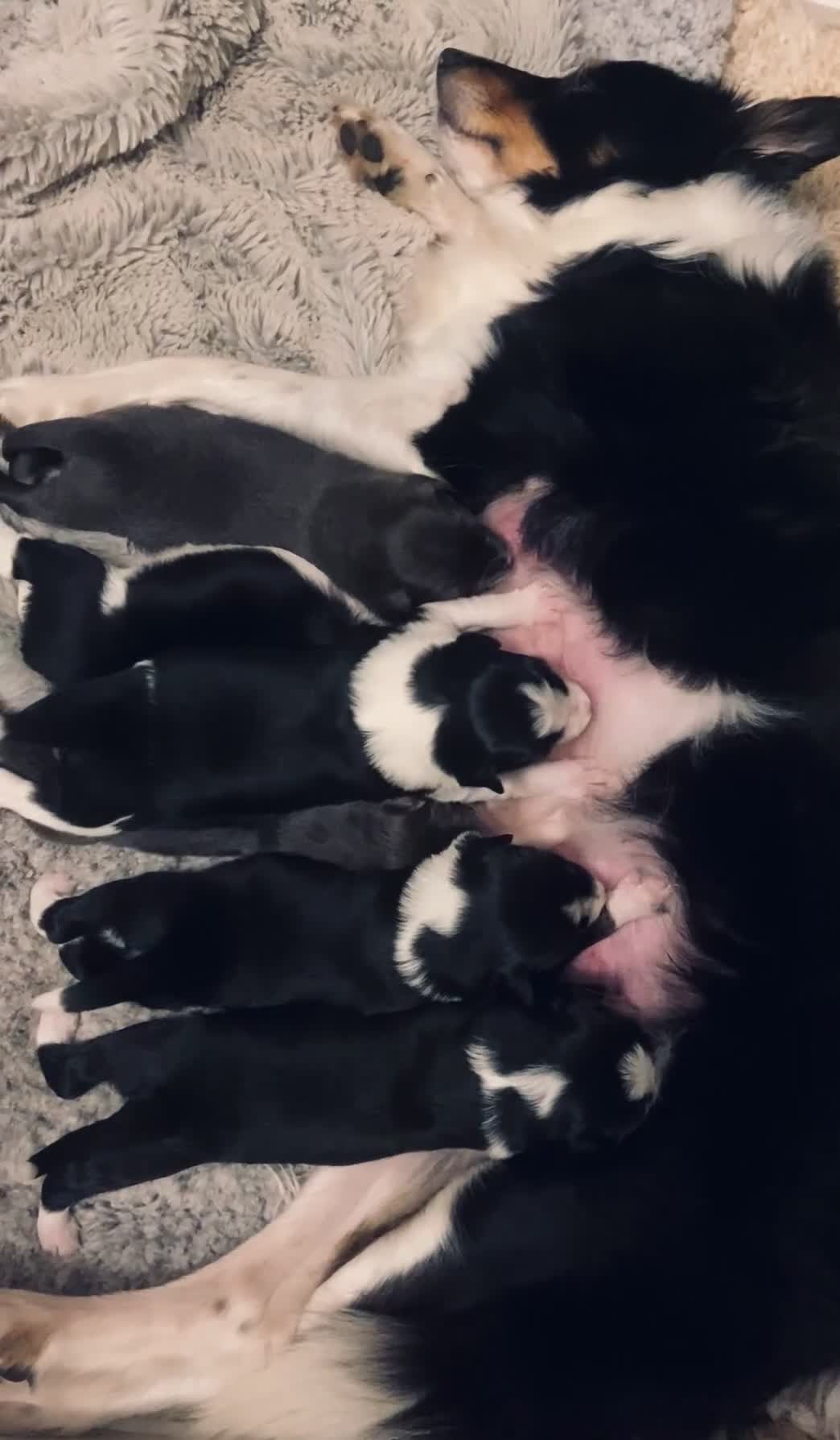 Border Collie dogs for sale: 6 quality healthy Border Collie, ready in Feb 26  - Video 2