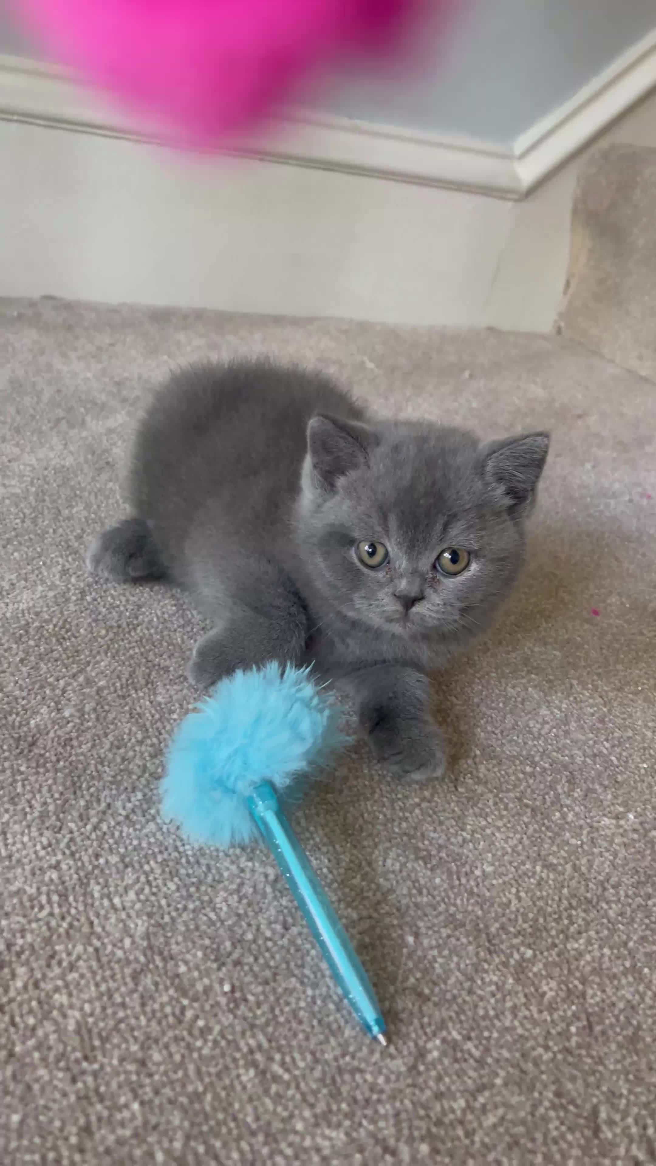 British Shorthair cats for sale: Last Chunky Boy ready to go✨ - Video 2