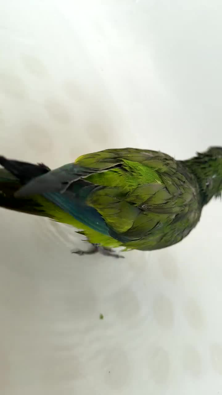 Parrots birds for sale: Super super tame Quaker parrot  - Video 3