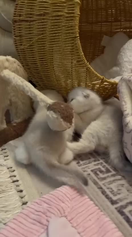 Scottish Fold cats for sale: TICA-Registered Scottish Straight/Fold Kittens - Video 2