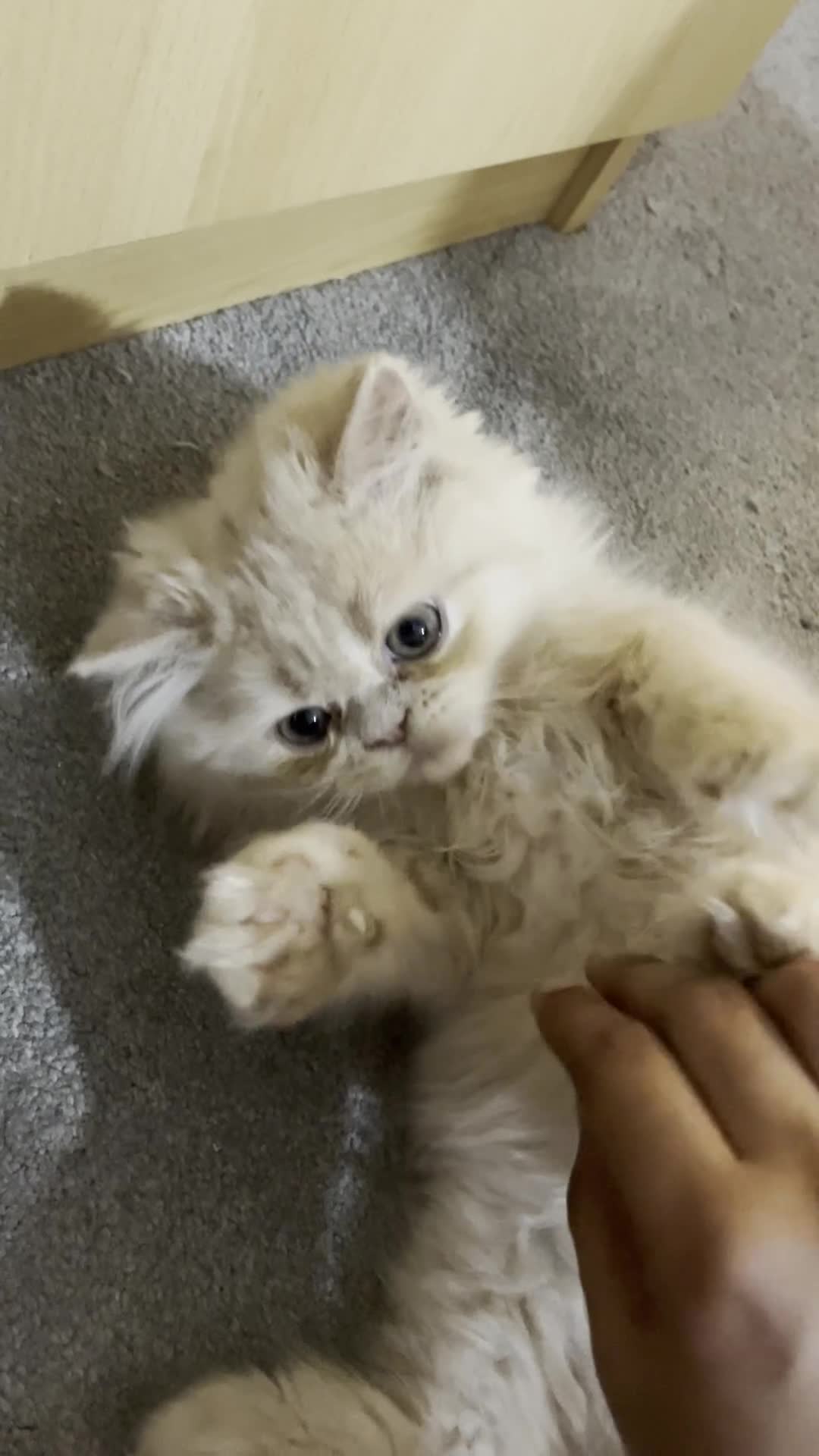 Persian cats for sale: 🐾 Persian Kittens for Sale 🐾 - Video 2
